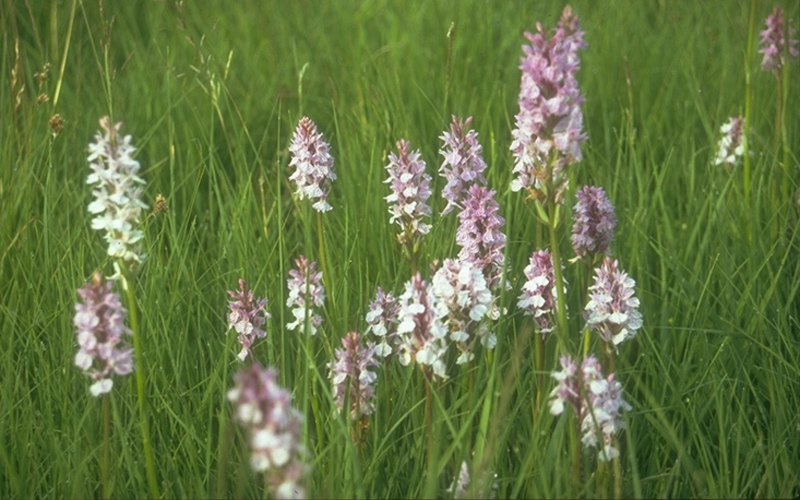 Orchideenwiese in den Fröruper Bergen, 1986 Orchideen Wiese in den Fröruper Bergen, 1986
