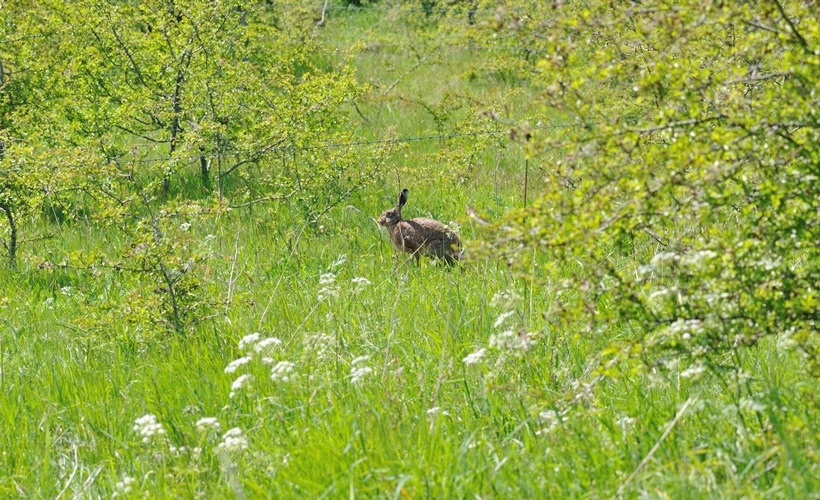 Feldhase im Schäferhaus Feldhase im Schäferhaus