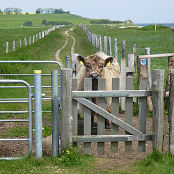 Eine Gallowaykuh steht auf dem Wanderweg am Schwansener See