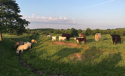 Galloways im Schäferhaus